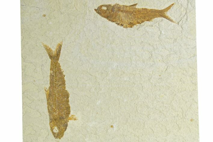 Limestone with Two Fossil Fish (Knightia) - Wyoming #363814